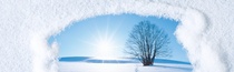 Images used in the refrigerant F-gas campaign, looking trough frozen window at a tree sunrise.